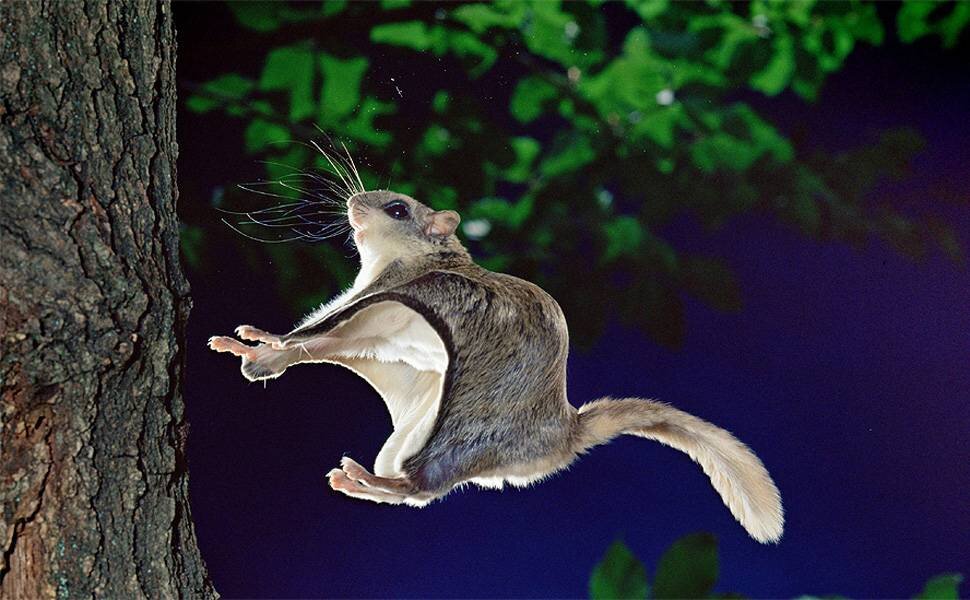 Сумчатая белка летяга. Белка летяга рей. Обыкновенная летяга. Белка летяга. Белка летяга.