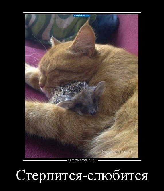 Котик обнимает ёжика!