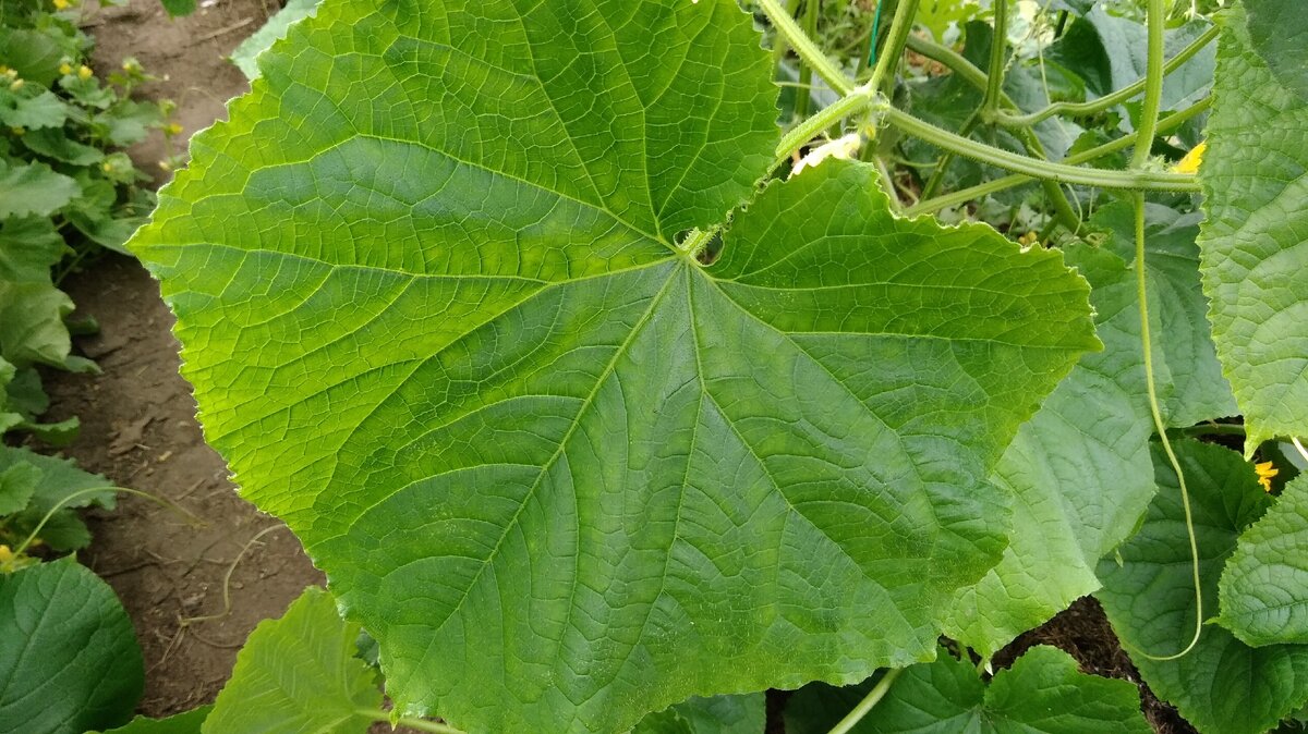 Чистый и здоровый огуречный лист. Только так они и должны выглядеть.