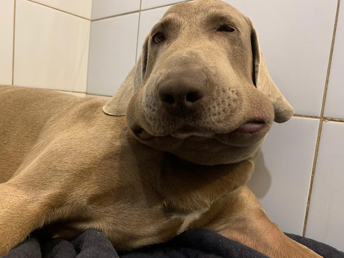 А это уже через 20 часов после укуса. Девчонку не узнать.