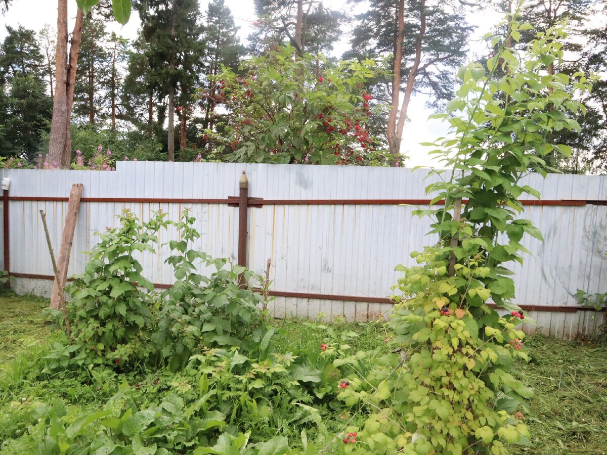 2 кустика "Осенней радости" слева и 1 кустик "Бристоля" справа