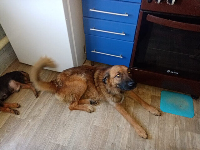 на передержке. здоровый, но никому не нужный