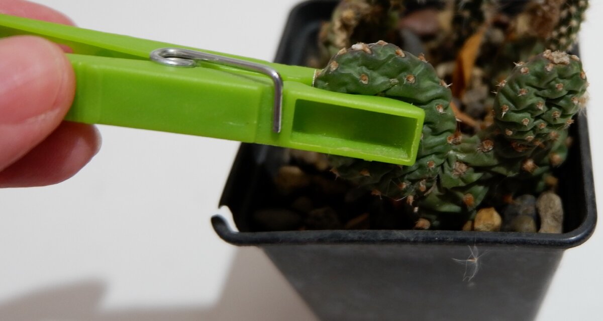 Опунция грунтовая только что с мороза. Потому такая грустная.