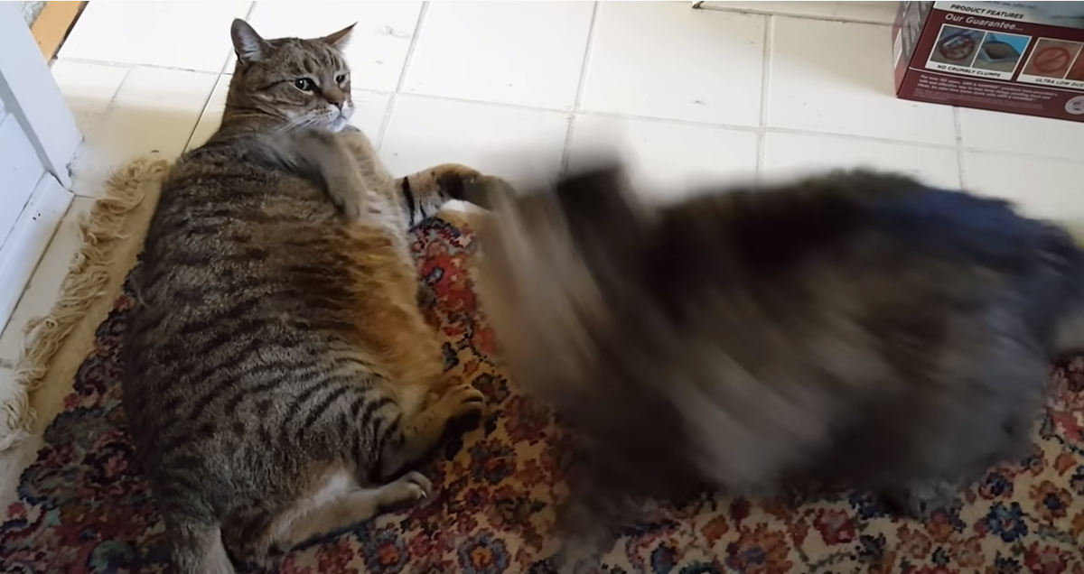 Дерзкий, как пуля резкий! 