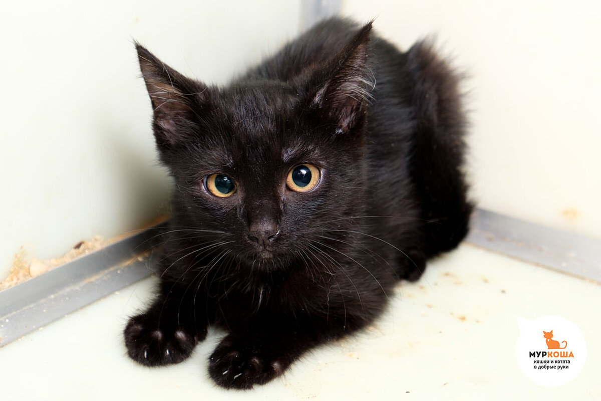 Появился в подвале с другими котятами - то ли выбросили, то ли оставила кошка. Активный, игривый, дружелюбный, смешной, но глядя на сестру, осторожно сидит в уголке и опасается гостей.