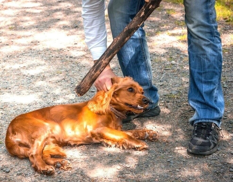 фото из свободного источника