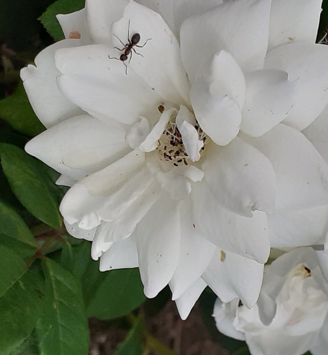 Работаю как муравей, а работа все не кончается