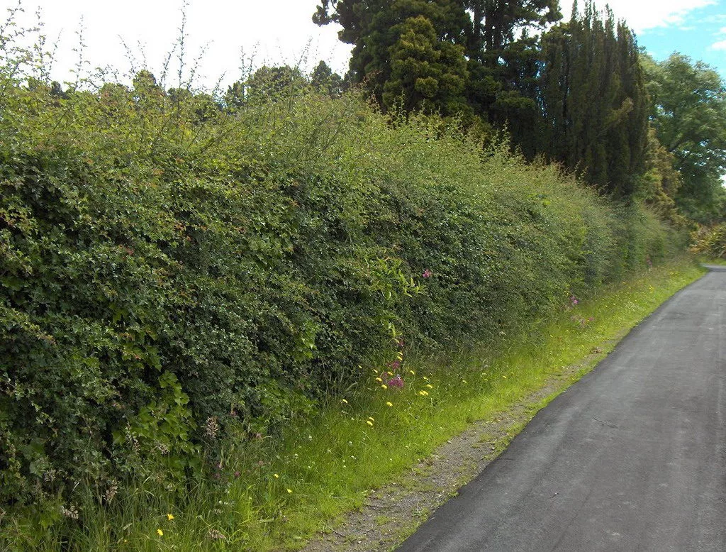 Кусты закончились. Куст сирени без листьев. Кусты окончились перед глазами. Синтаксический разбор памятка. По дороге вдоль кустов.