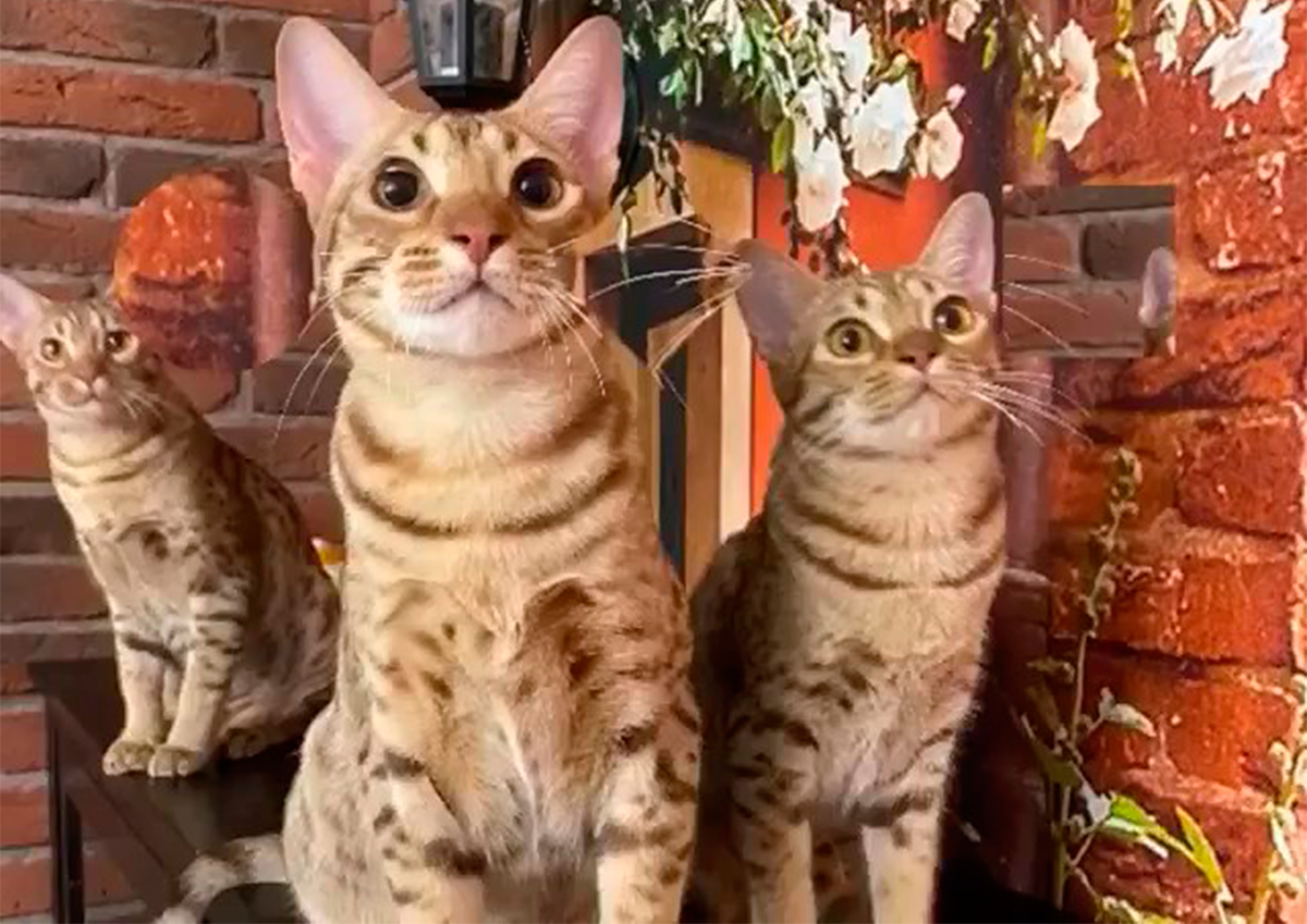 Кошки породы оцикет.