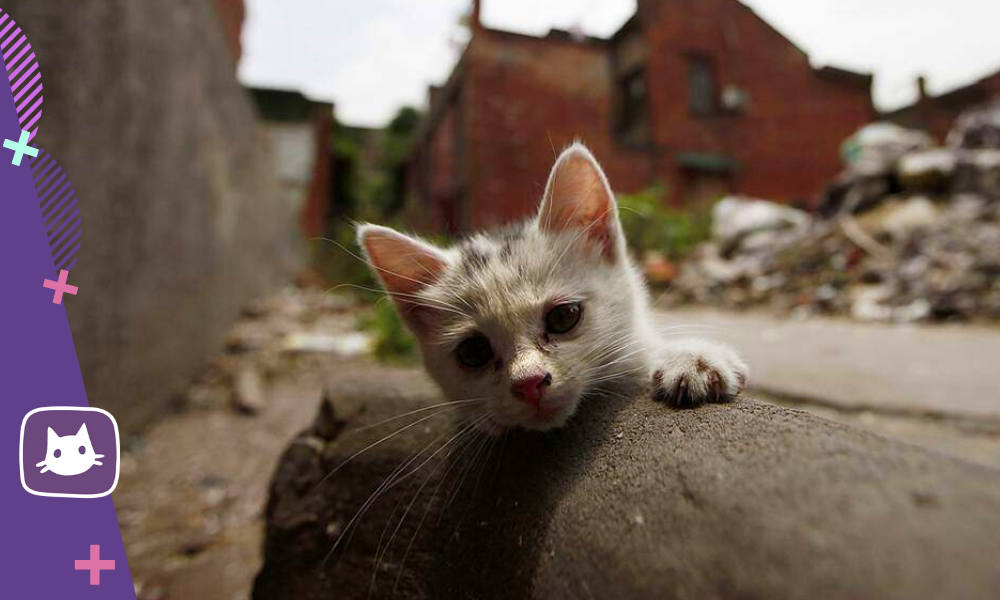 Подобрали котенка с улицы?
