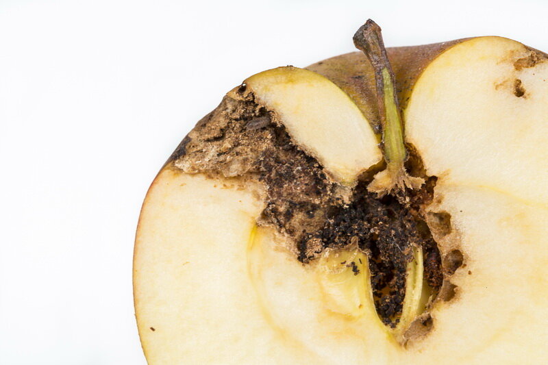 Работа плодожорки (Фото используется по стандартной лицензии ©azbukaogorodnika.ru)