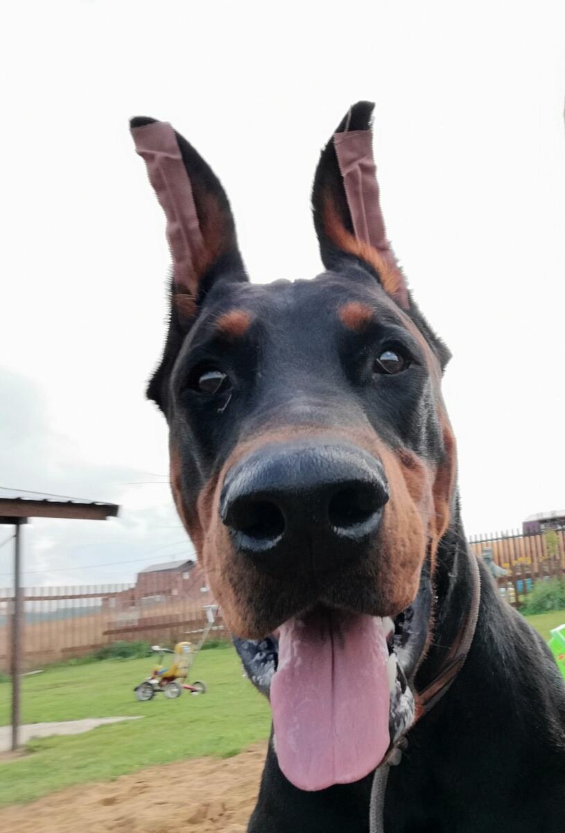 Тот самый арбуз (мой Гуди)