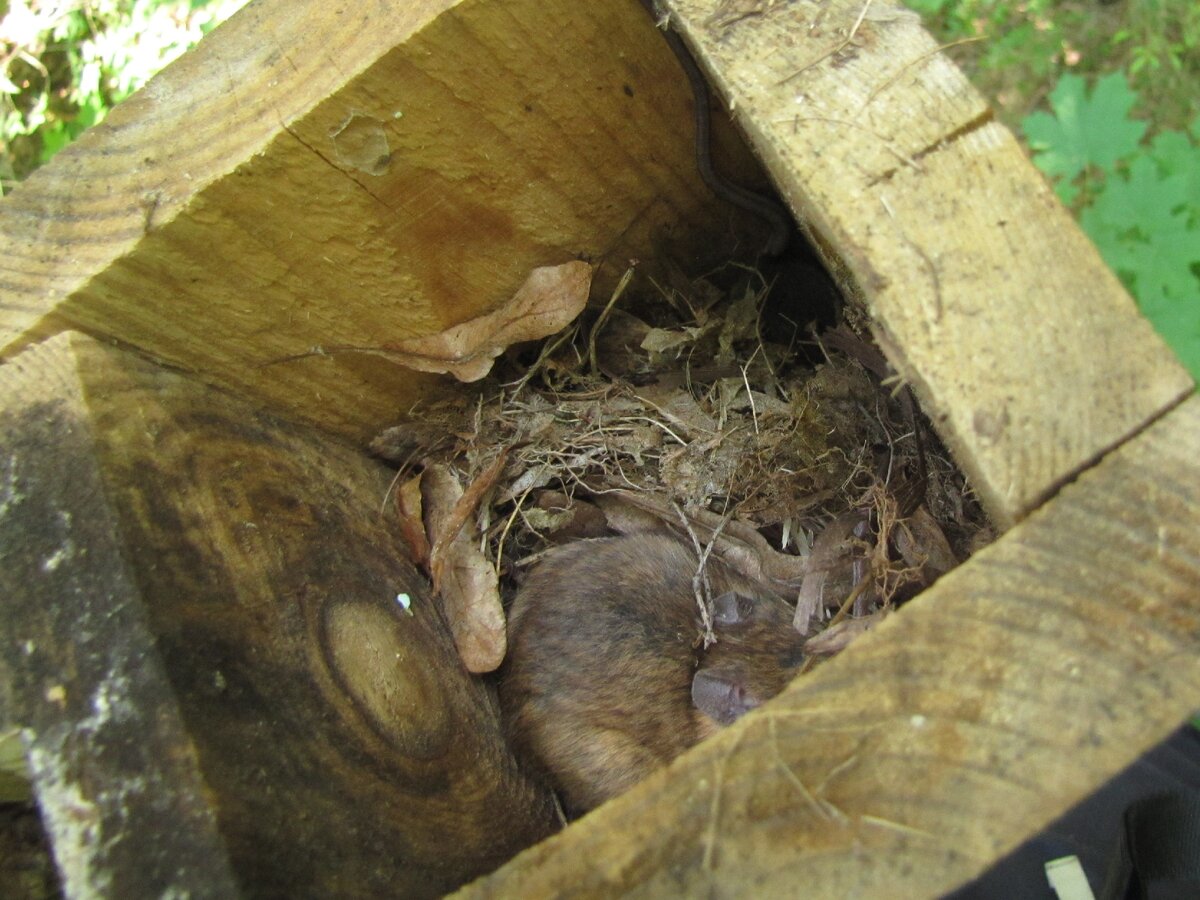 Желтогорлая мыши в мухоловнике. Фото автора. Галерея листается