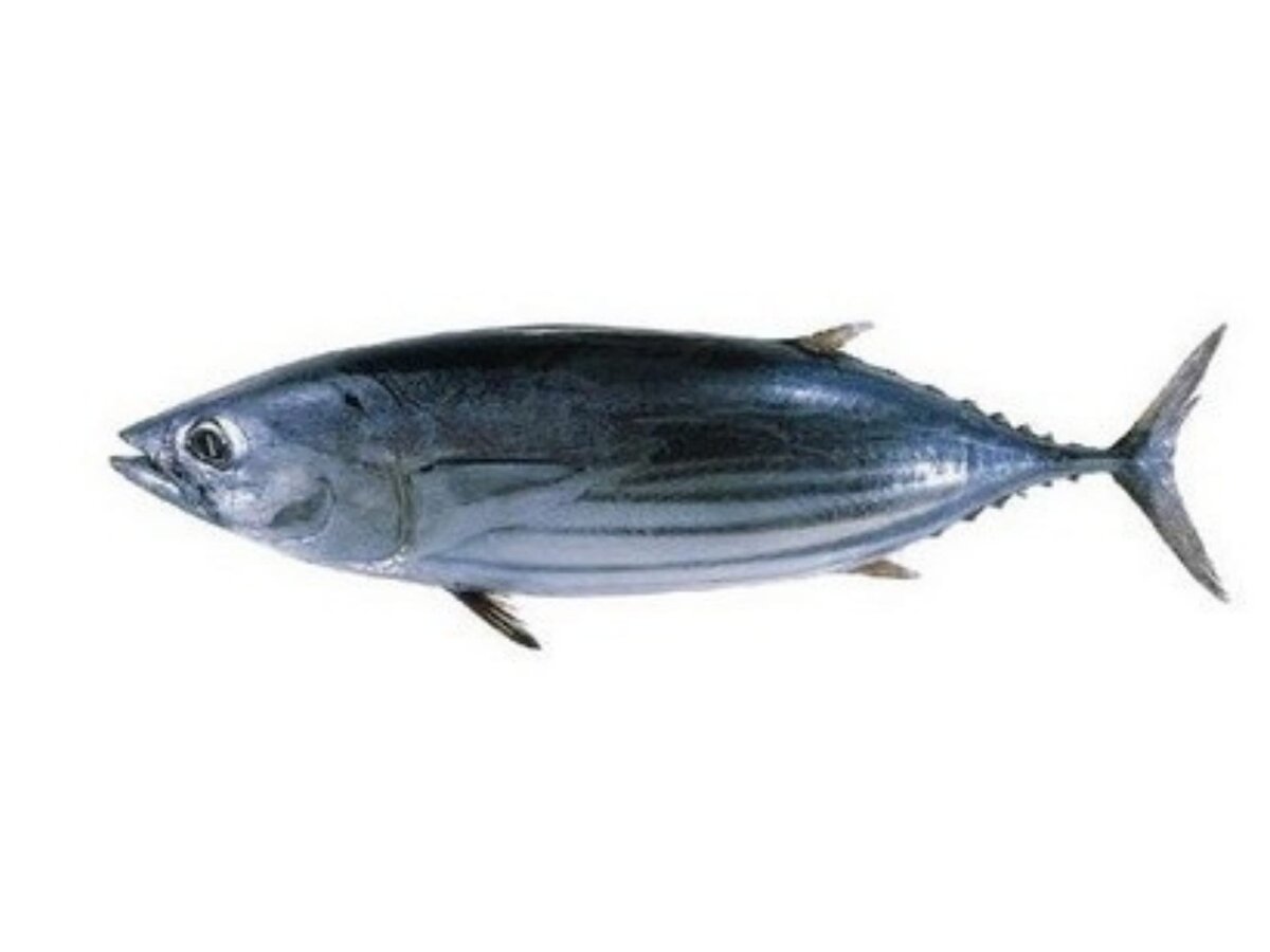 Полосатый тунец