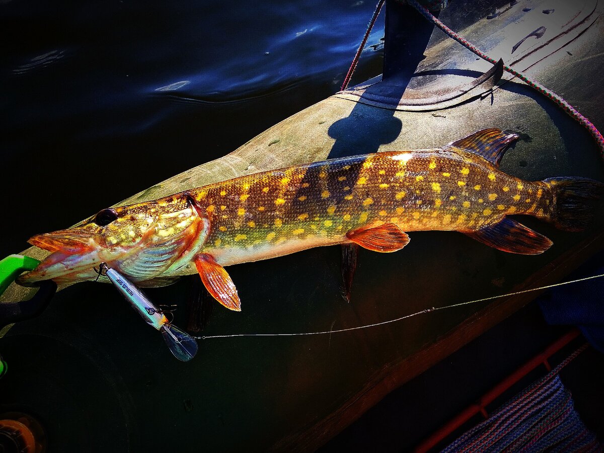 Струна - дешёвый и надёжный поводок