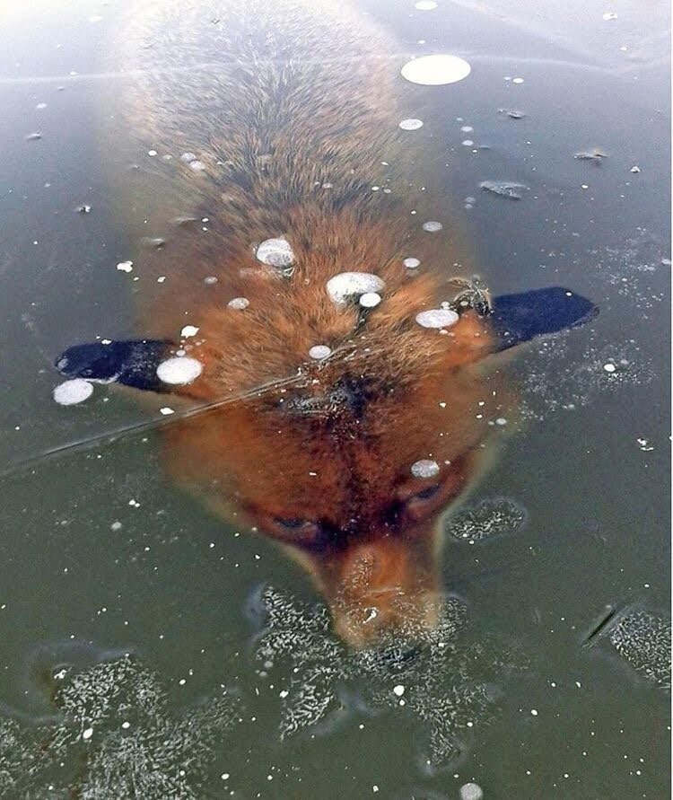 В замёрзшем озере житель германии нашел замороженную  лису.  Он выпилил ее из водоема пилой.  Лиса была передана в организацию по охране животных.