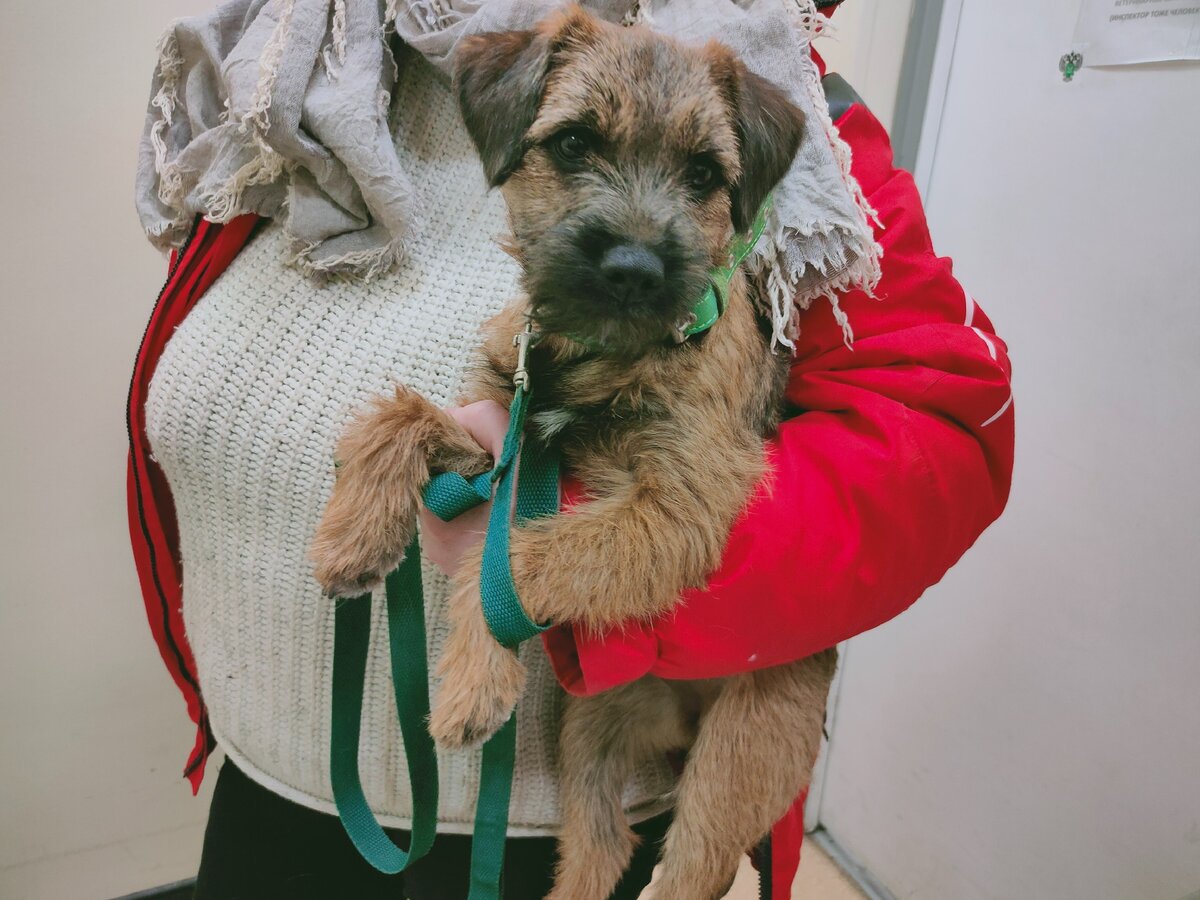 Будущая итальянка