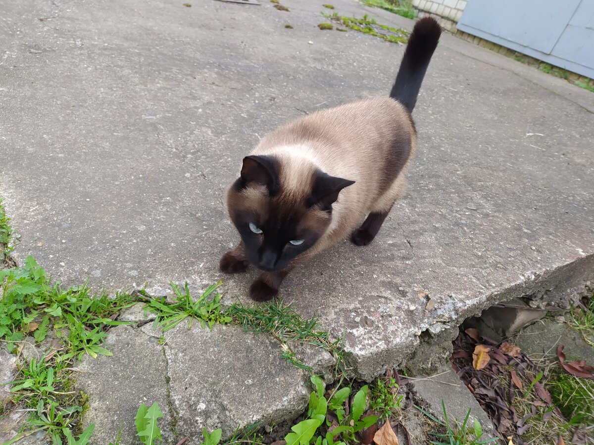 На всех фото автора - коты на улице. И нет возможности понять, что они бездомные. Согласитесь?