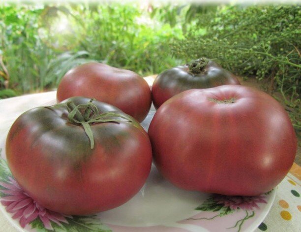 Томат Гном Дикий Фред