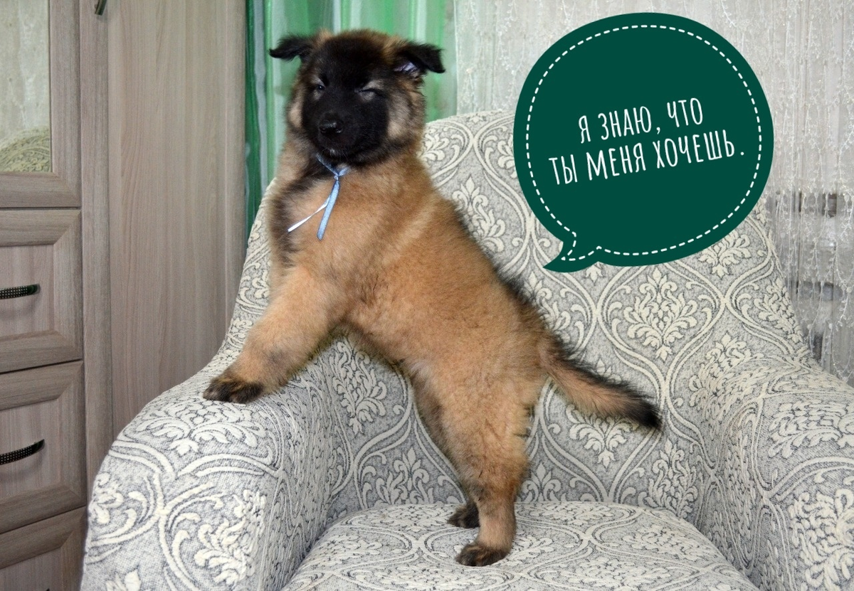 Тервюрен Мичиган