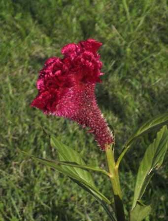 Гребенчатая целозия - исключительно впечатляющее растение. Его насыщенные цвета: красный, желтый, оранжевый, розовый в сочетании с оригинальной формой привлекают внимание издалека. Метельчатое соцветие состоит из множества мелких цветков, имеет напуганные побеги, напоминающие петушиные гребешки. Овальные листья образуют розетку у основания стебля. 
Целозия гребенчатая - однолетнее растение из семейства амарантовых.

Высевают семена в марте. Посев должен быть разреженным и неглубоким. Контейнеры хранятся в теплом помещении> 20 градусов. Пик наступает при образовании 2-3 настоящих листьев. Затем его переводят в более прохладное положение <20 градусов. Чтобы предотвратить возможную гангрену проростков, в качестве профилактического средства можно применить подходящий фунгицид.

В мае растения высаживают на постоянное место в землю, на расстоянии примерно 20 х 30 см. Вырастает до 20-50 см в высоту. Цветет с июля по октябрь.

Лучше всего растет на хорошо окультуренной влажной почве на солнечном месте. Подходит для срезанных цветов и сухих букетов.

Целозию гребенчатую можно также высаживать в горшках, контейнерах, размещаемых на балконах или террасах. Карликовые сорта подходят для выращивания в горшках, например, «Императрица» с фиолетовыми цветками и темно-красными листьями и «Тореадор» с алыми цветками.

Из-за необычного внешнего вида растение стоит выращивать. Его экзотический «вид» с грамотно составленной композицией обязательно будет в плюс.