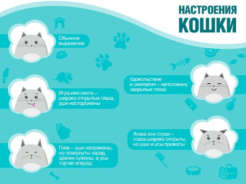 Настроение кошки