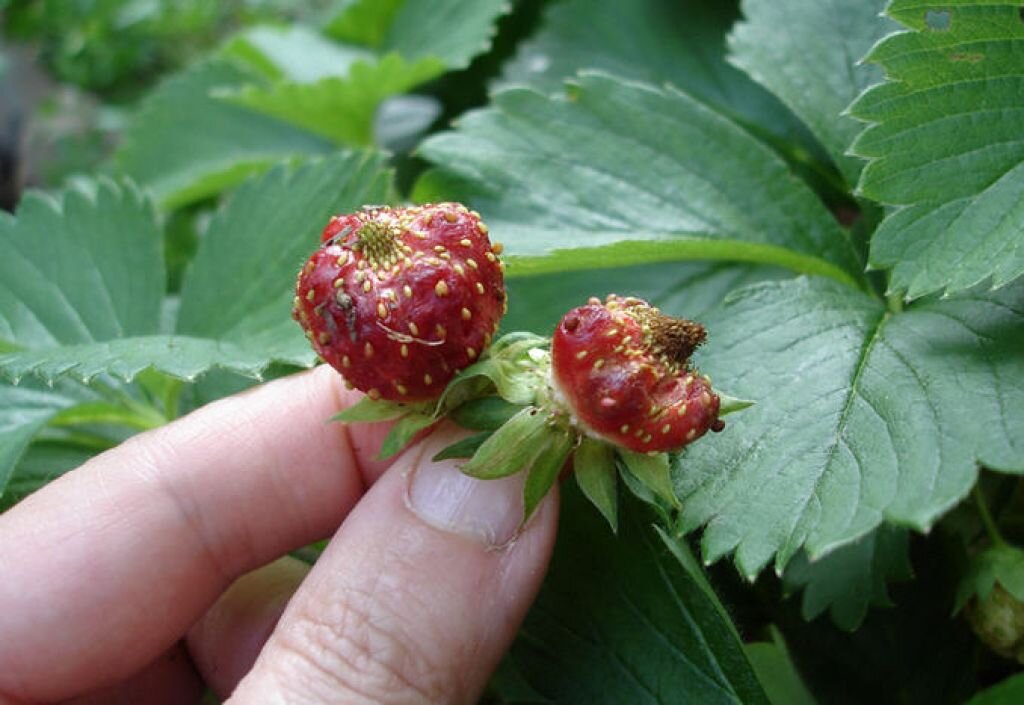 Почему деформируются ягоды у земляники садовой? Причины, методы борьбы. Фото — Ботаничка
