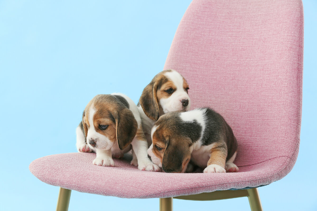 ПОЧЕМУ ЩЕНКИ ВОЮТ