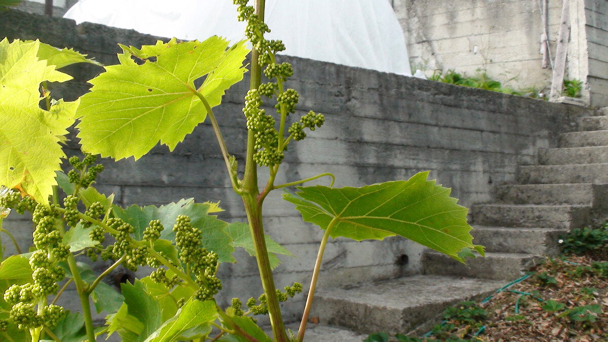 Первая летняя подкормка винограда - перед цветением