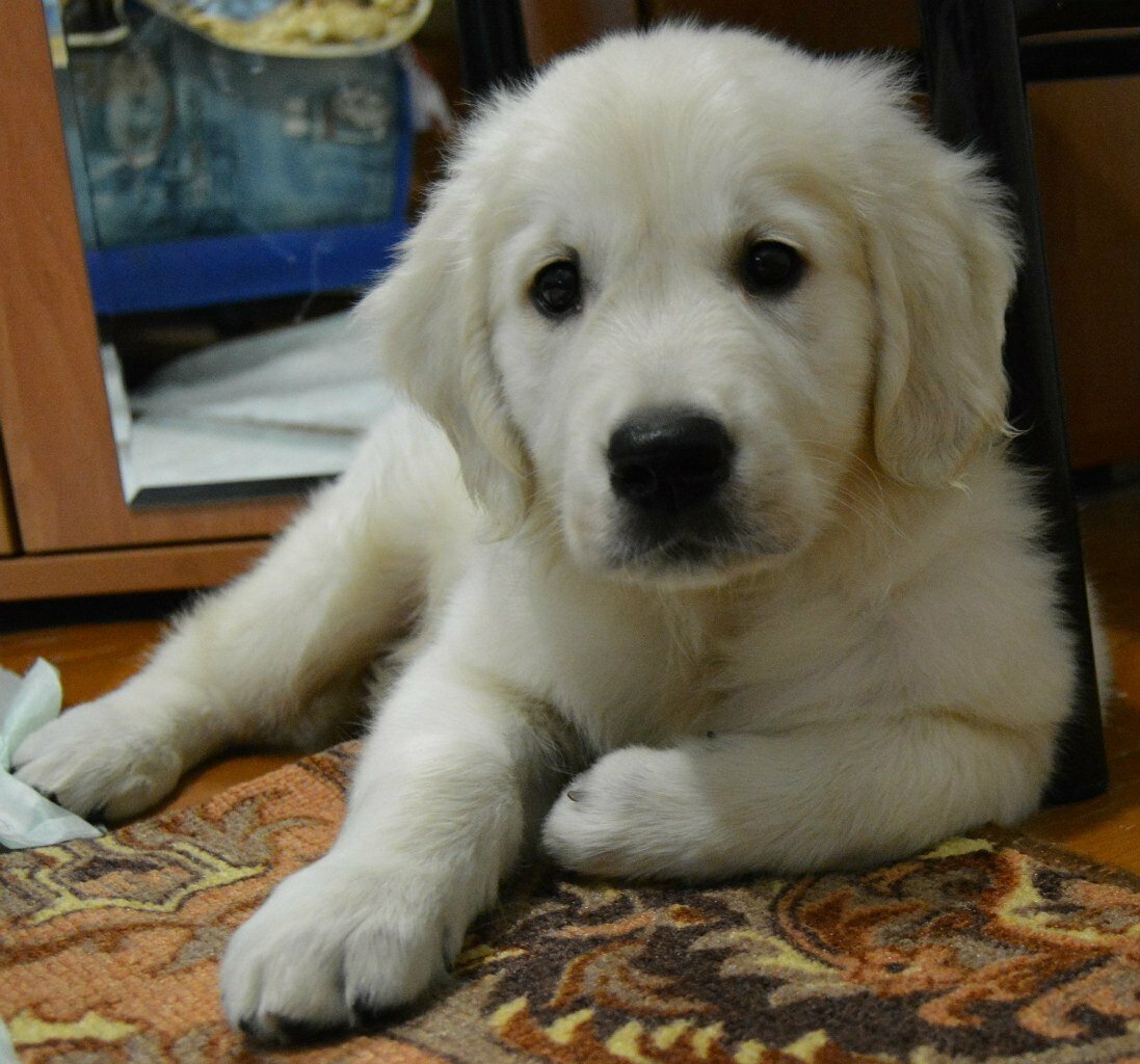 Добавьте описание