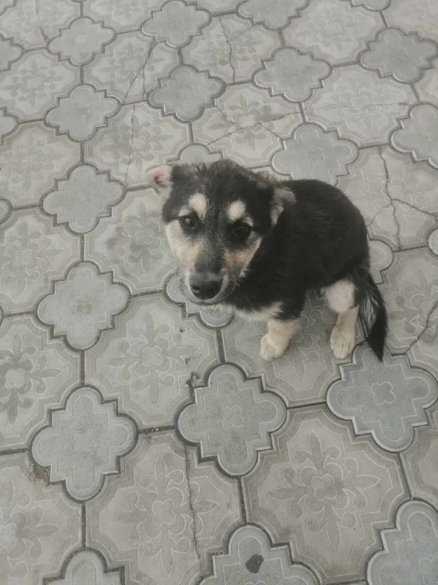 собачки после освв-истощены и подозревают чумку