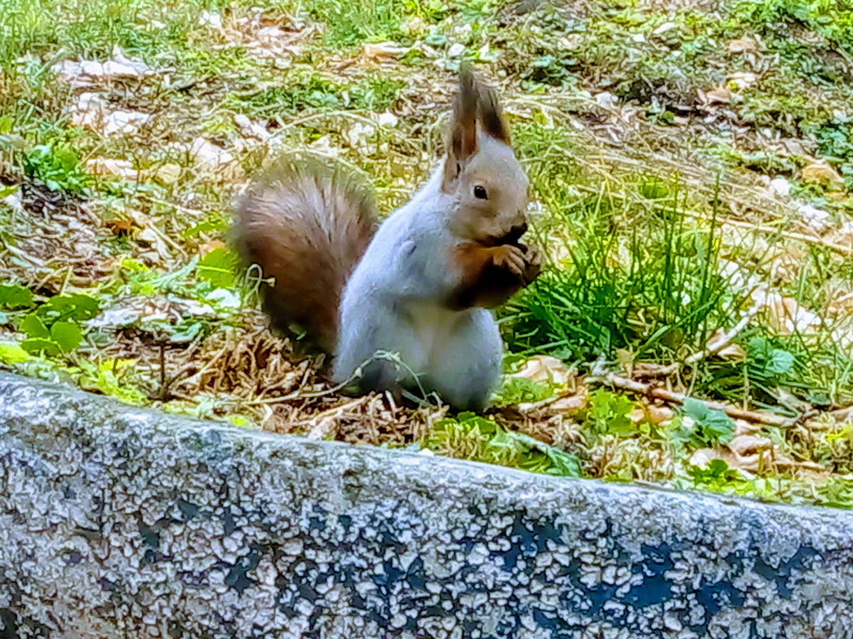 Пушистая красавица!