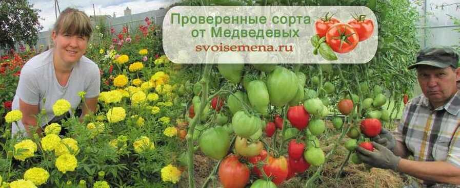 Огород - сад Медведевых