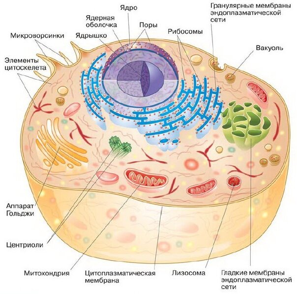Схема животной клетки