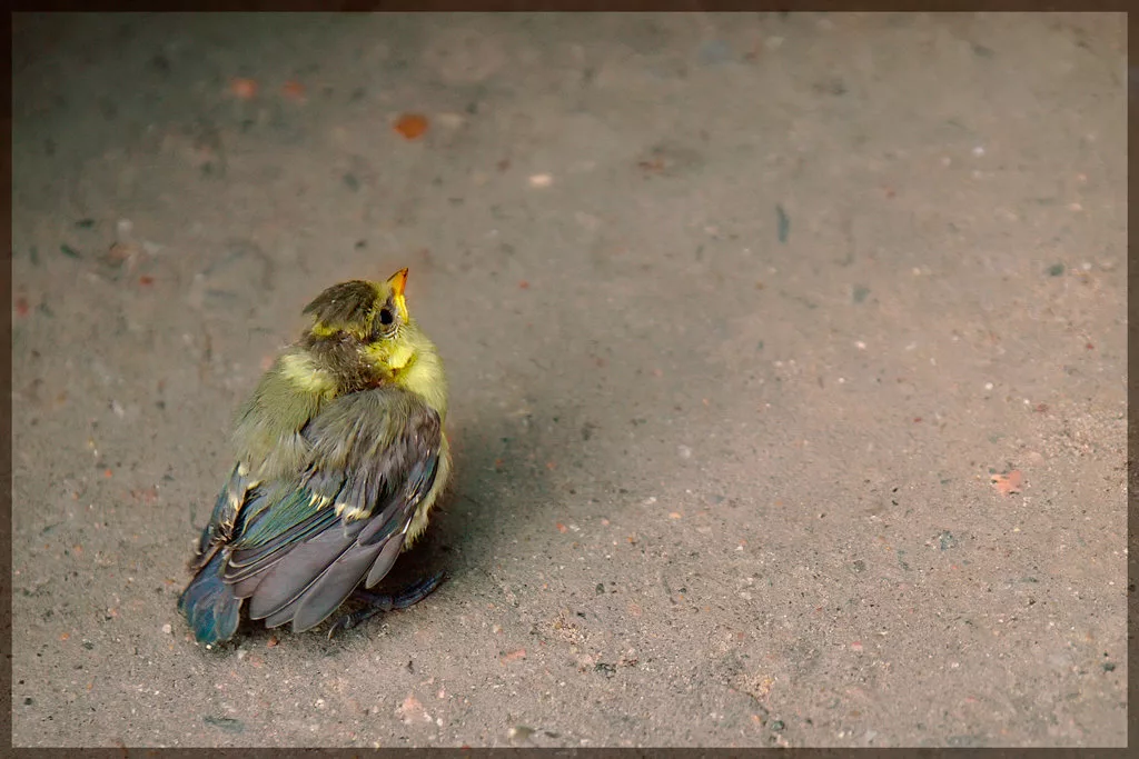 Какая птица спасла. Птенец с желтыми крыльями. Воробей с желтыми крыльями птенец. Воробей синим брюхом. Птенец в траве выпал из гнезда.