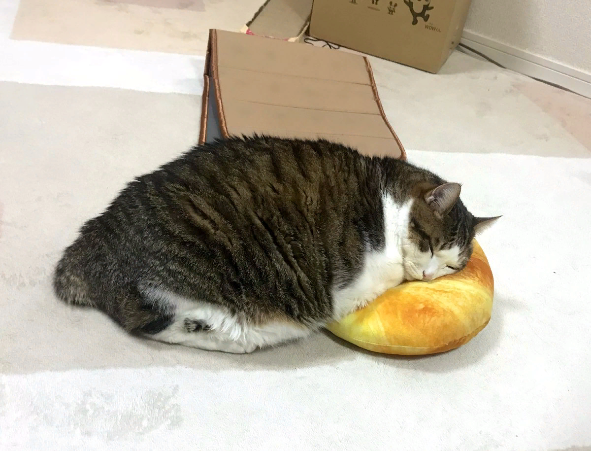 Стала много кушать и спать. Жирный кот. Толстый кот ест. Жирный кот ест. Обожравшийся кот.