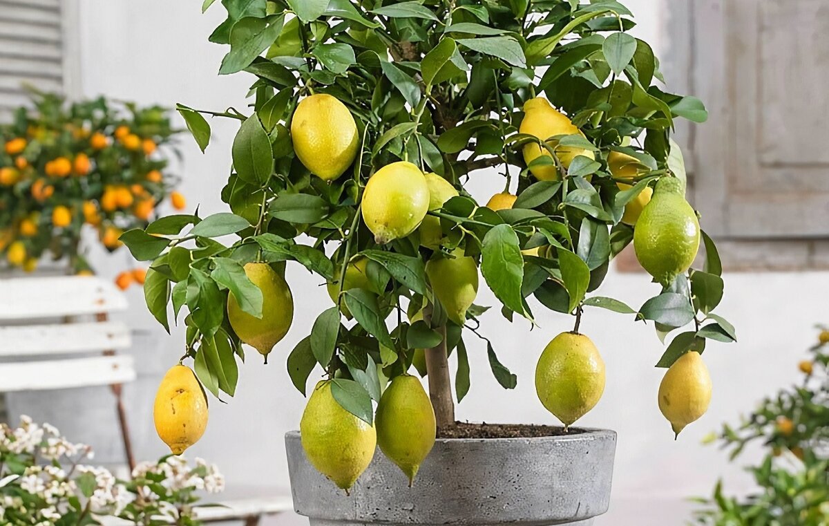 Изображение взято с сервиса Яндекс Картинки