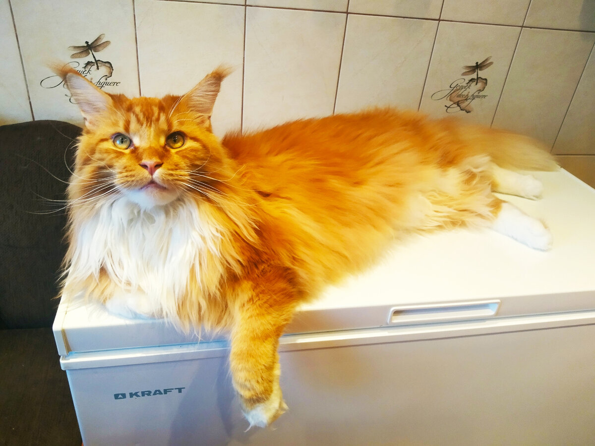 Мейн кун Стëпа. 