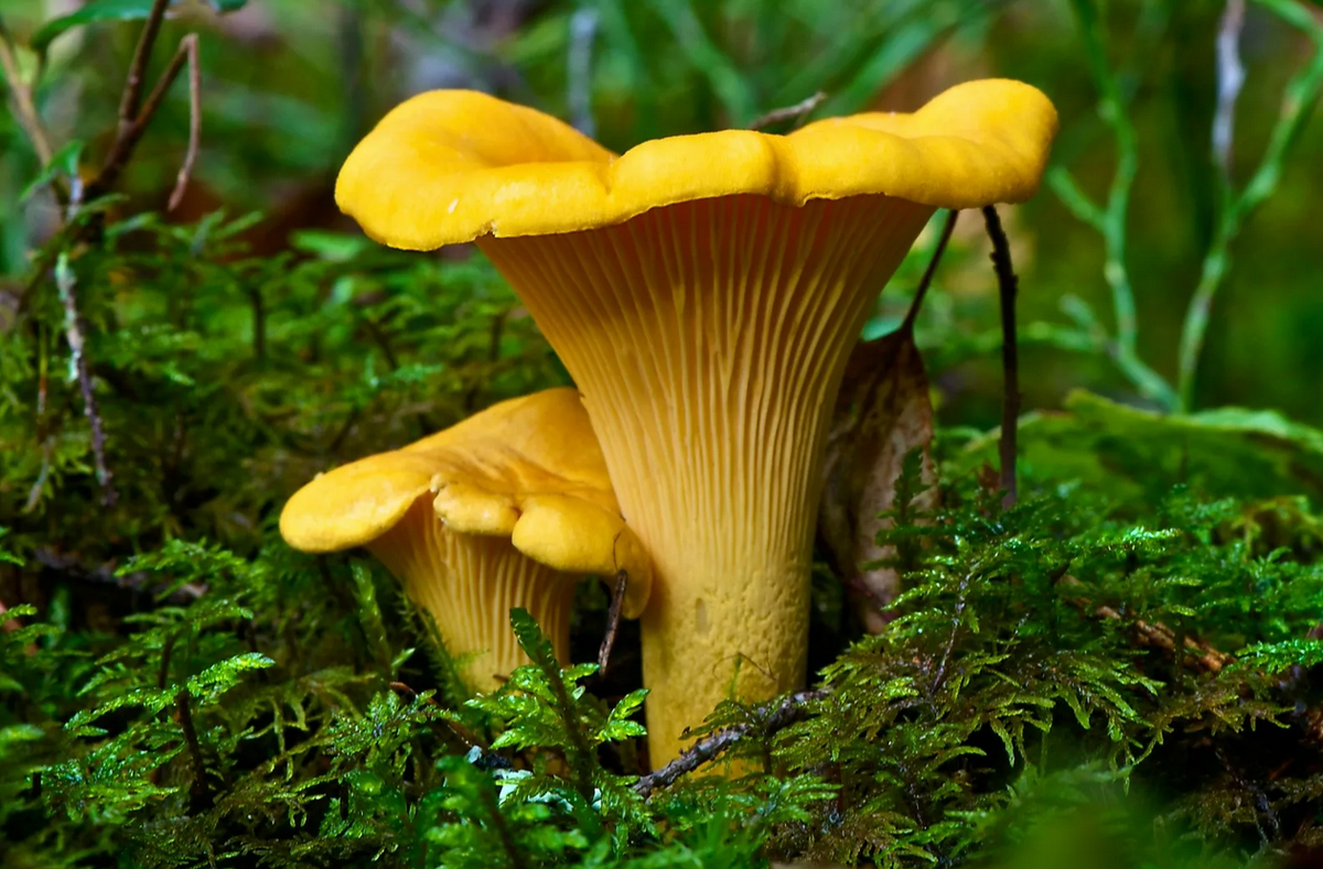 Опасными могут быть даже съедобные грибы, утверждает опытный терапевт