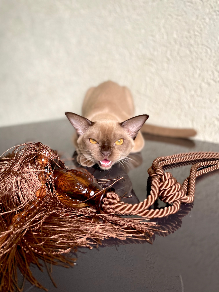 Ferdinand Jasper*RU - котёнок породы европейская бурма, окрас шоколад, 4 мес 