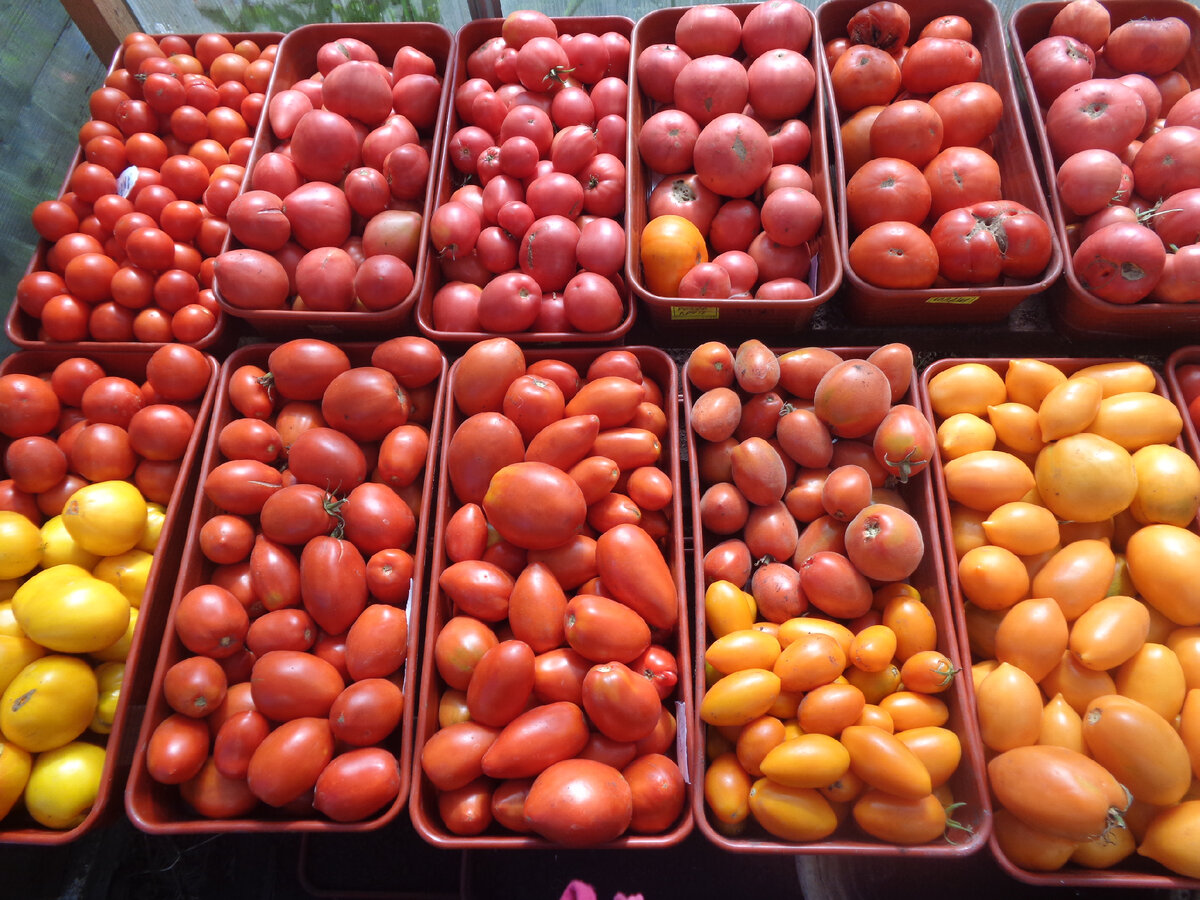 Ольга Чернова заказ семян томатов