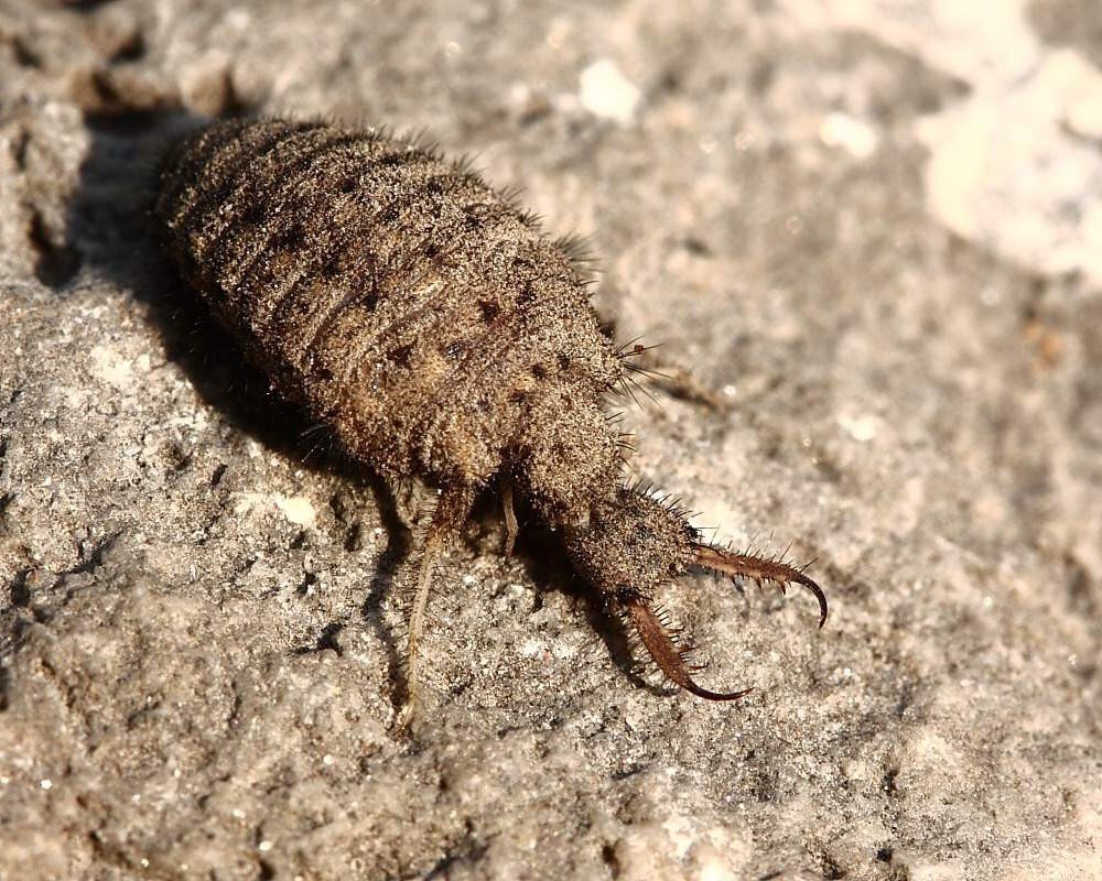 Муравьиный лев в глазах муравьёв страшнее того самого царя зверей.