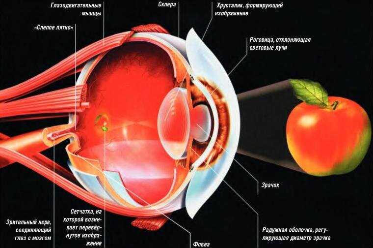 Польза упражнений для глаз: восстановление, профилактика, снятие усталости