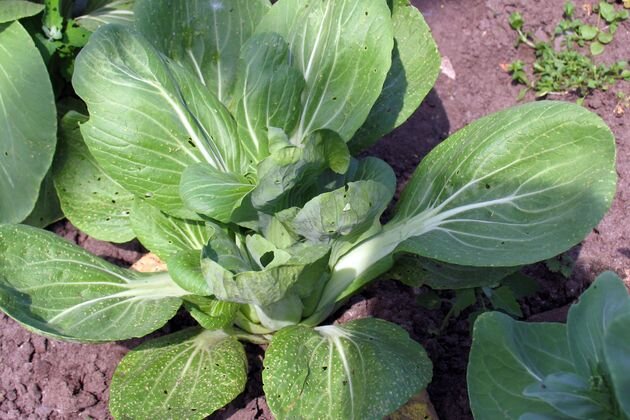 капуста китайская