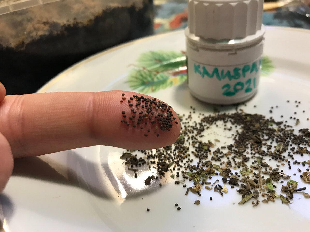 семена Калибрахоа, прошлогодний сбор