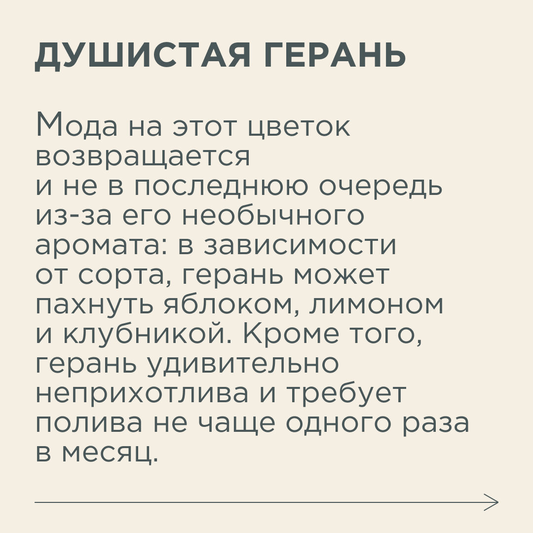 В зависимости от сорта, герань может быть не только разных цветов, но и с разным ароматом