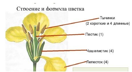 Цветок — Википедия
