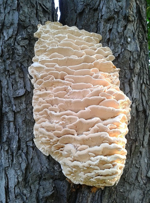 Климакодон северный (Climacodon septentrionalis) Автор фото - Привалова Марина