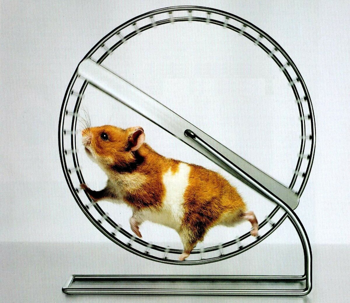 Violin hamster. Хомяк в колесе. Хомяк бежит в колесе. Хомячок бегает в колесе. Круг для хомяка.