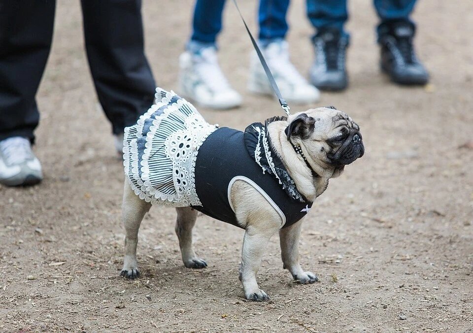 Тем временем мопсы из-за прикольного вида и хорошего характера становятся все популярнее. ФОТО: Игорь Шипулин 
